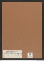 Cyclostella kuetzingiana Castr. (de-Toni-Nr.: Genus 216, Species 5445) Zeichnungen Sammlung Grunow Mappe 05183 (Herbarium_W_Grunow_drawings_Folder_05183)